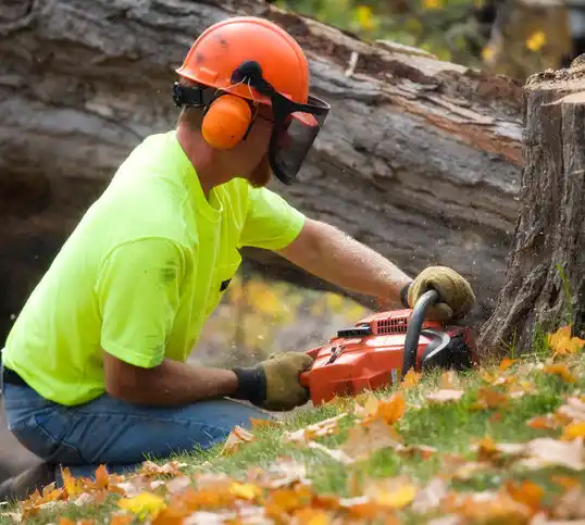 tree services Westminster